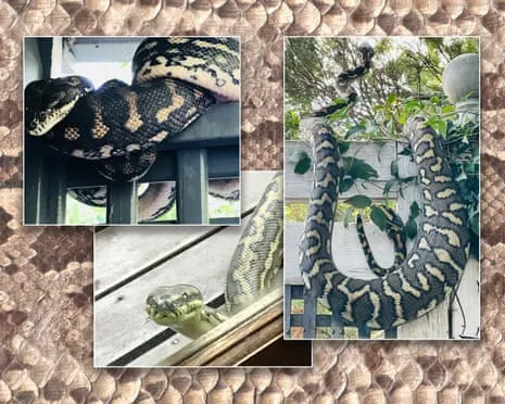 Embracing my Snakes in the Overhead Space: An Evolution from Dread to Respect